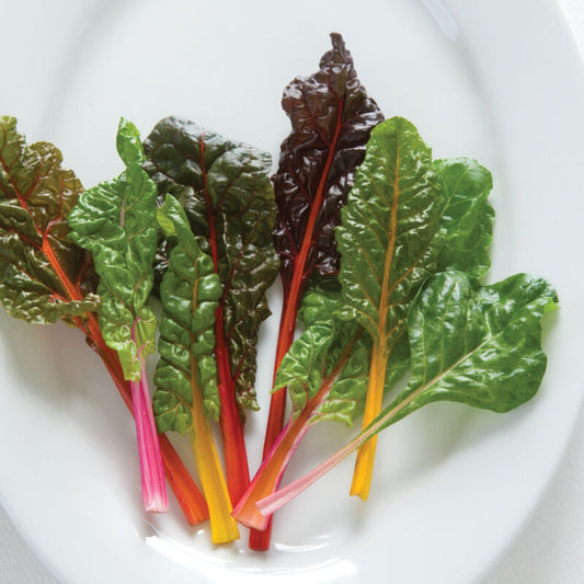 Bright Light Swiss Chard Seeds