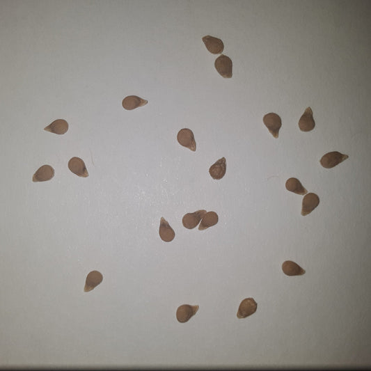 San Marzano Redorta Heirloom Tomato Seeds