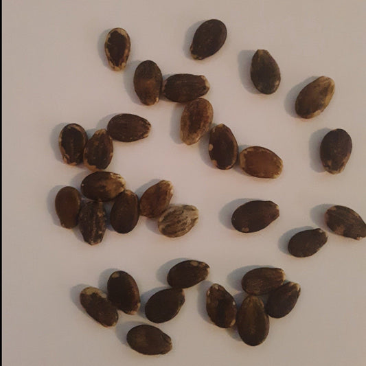 Crimson Sweet Watermelon Seeds
