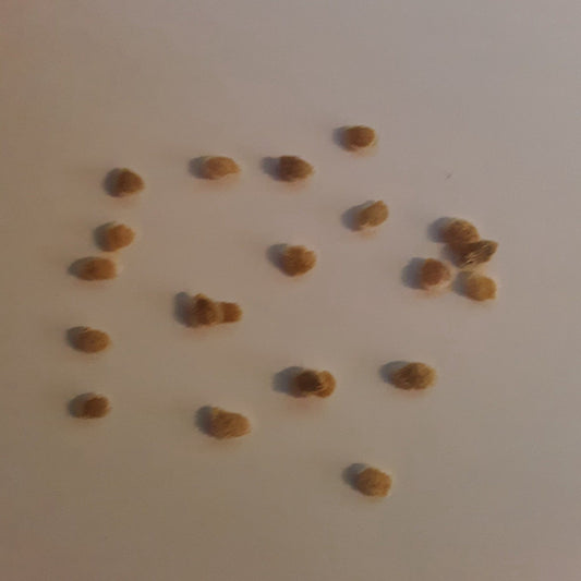 Kevin's Large Black Cherry Tomato Seeds