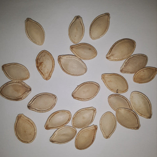 Spaghetti Winter Squash Seeds