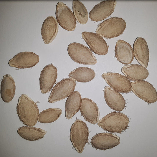 Waltham Heirloom Butternut Winter Squash Seeds