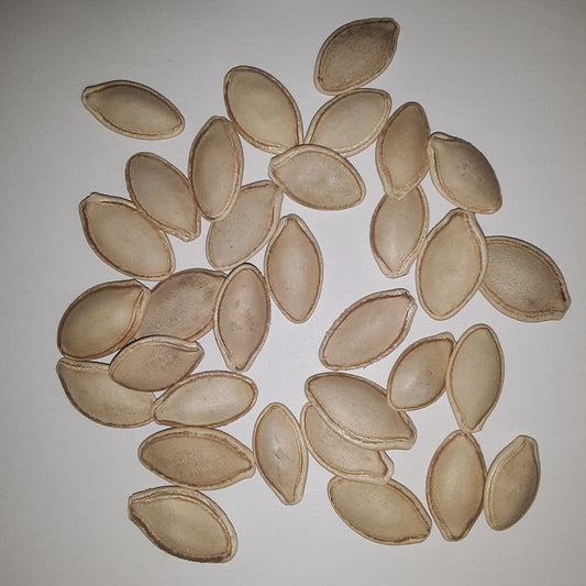 Black Beauty Zucchini Summer Squash Seeds