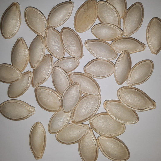 Cash Flow Hybrid Zucchini Summer Squash Seeds