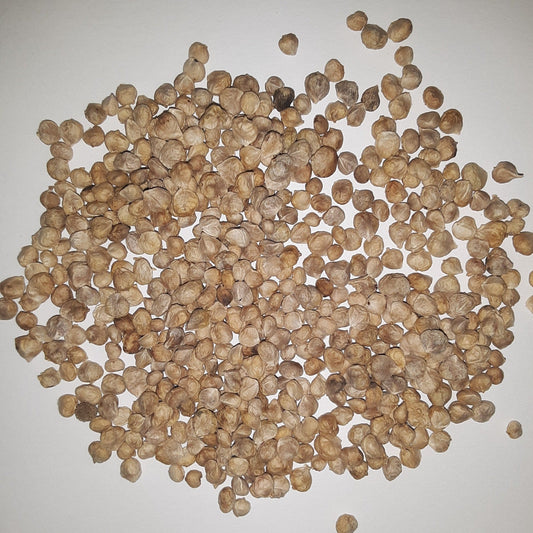 Bloomsdale Long Standing Heirloom Spinach Seeds