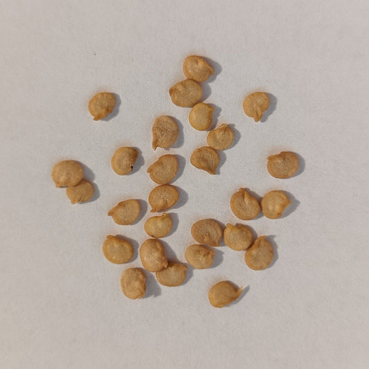 Hatch Valley Grown Piquin Hot Pepper Seeds