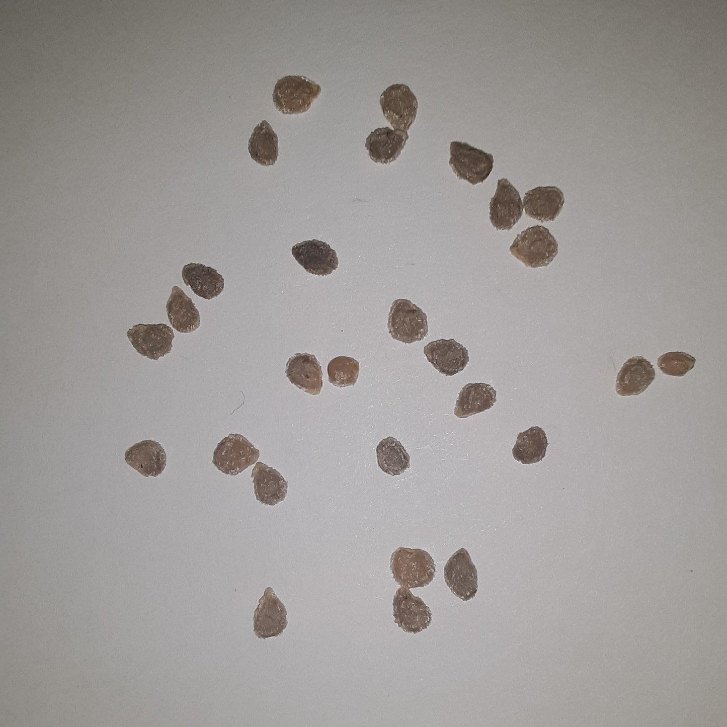 Big Beef PLUS Hybrid Tomato Seeds