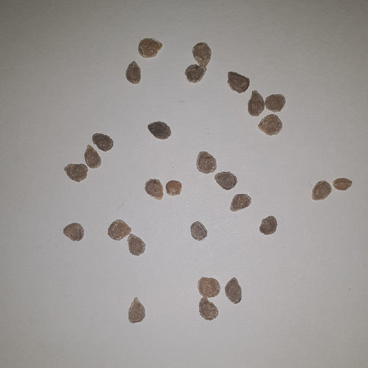 Health Kick Hybrid Paste Tomato Seeds