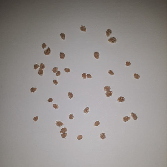 Sweet Million Hybrid Cherry Tomato Seeds