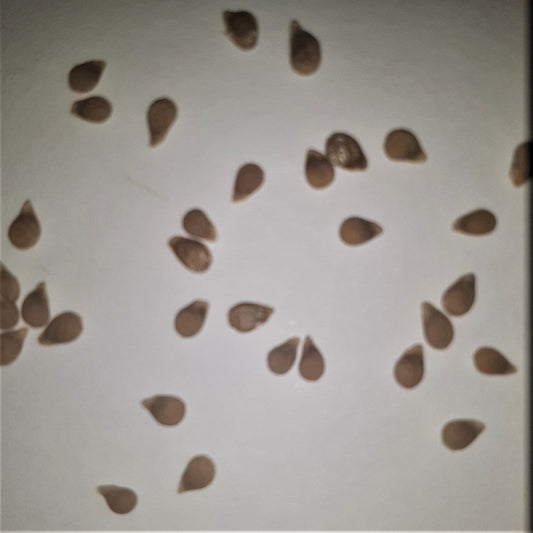 Roma Paste Tomato Seeds