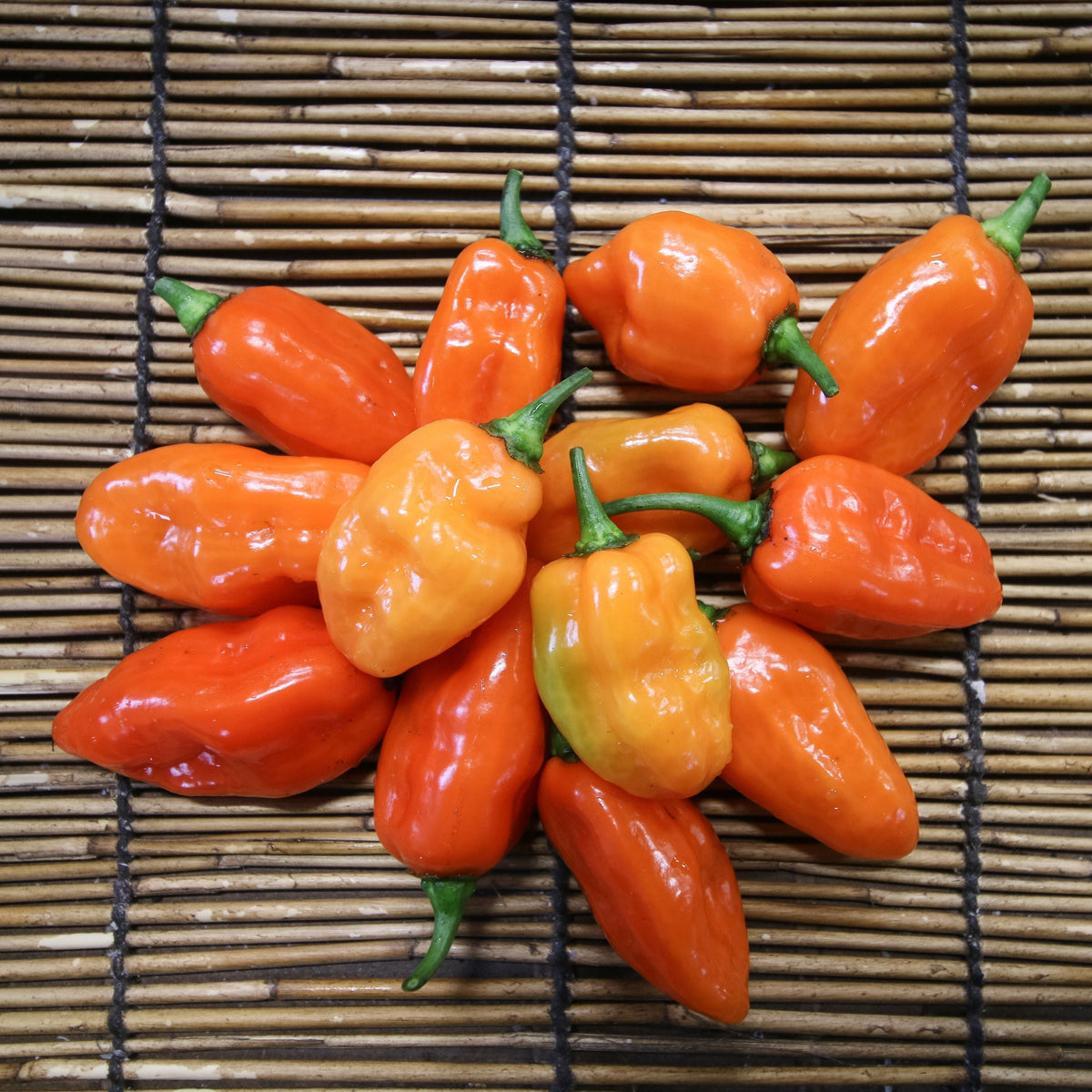 Habanero Orange Pepper by MIgardener