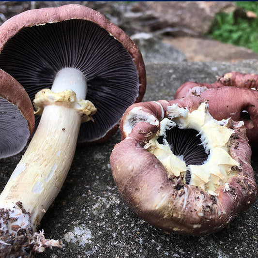 King Stropharia “Clemson” - Garden Giant - (Stropharia rugoso-annulata) - 5lb