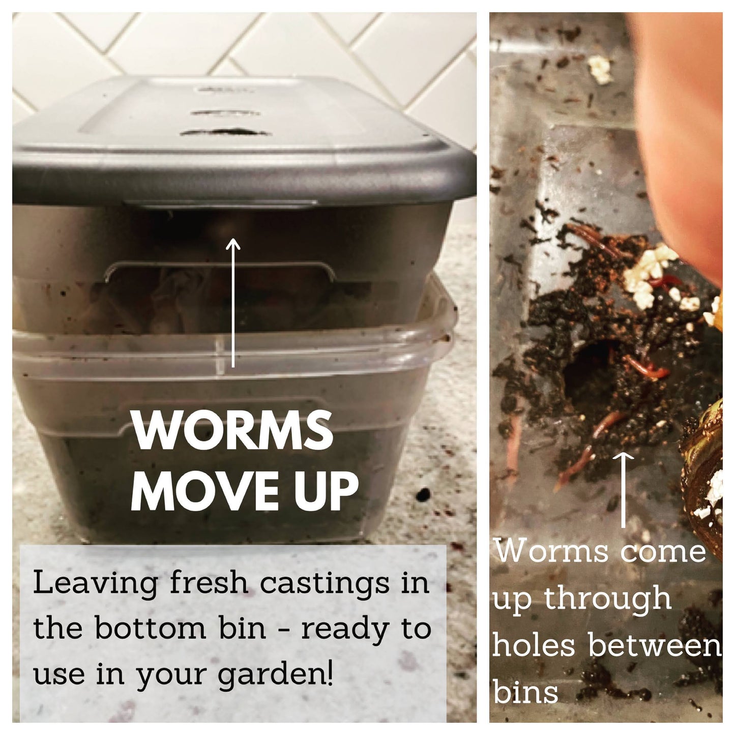 Under the Counter Worm Bin Starter Bundle by Elm Dirt
