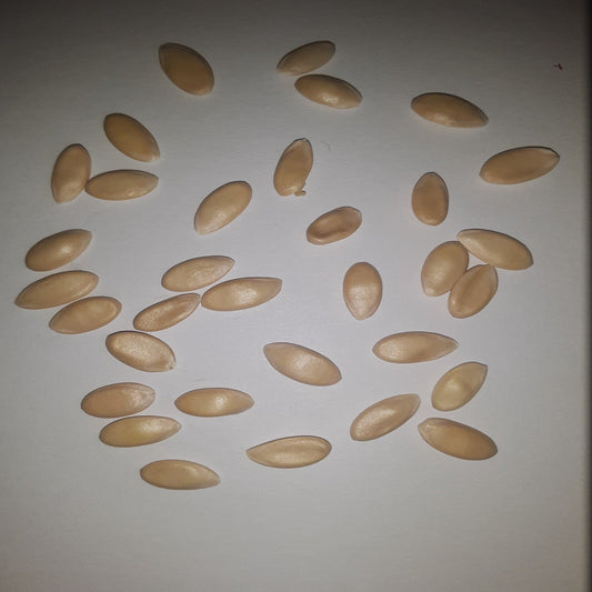 Ambrosia Hybrid Cantaloupe Seeds