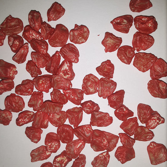 Bodacious RM Yellow Sweet Corn Treated Seeds