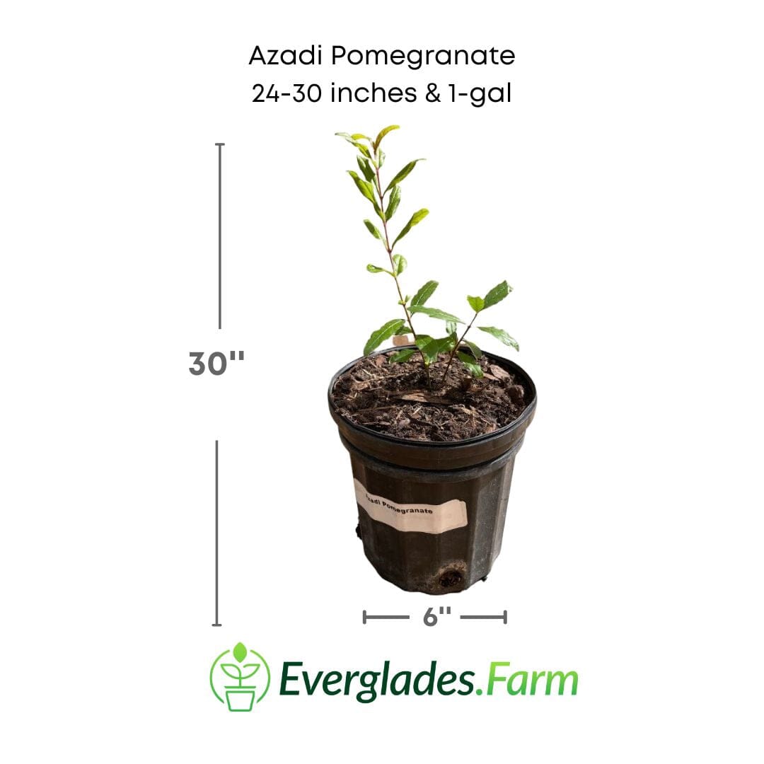 Azadi Pomegranate Tree from Everglades Farm