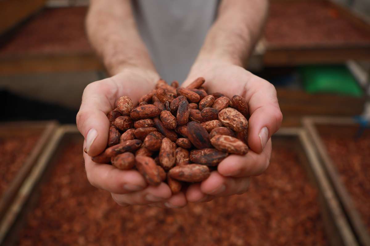 Limited Release, Zanzibar Pepper