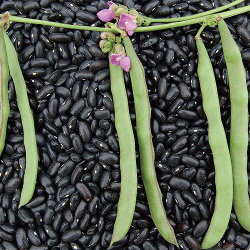 Cherokee Black Bean (Pole)