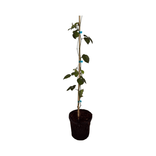 Triple Crown Blackberry Plant