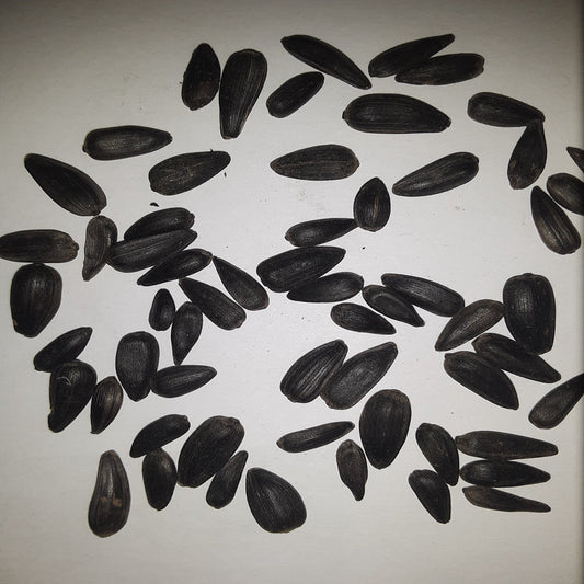 Black Russian Sunflower Seeds