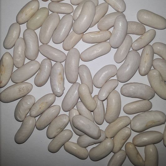 Blue Lake Bush Heirloom Green Bean Seeds