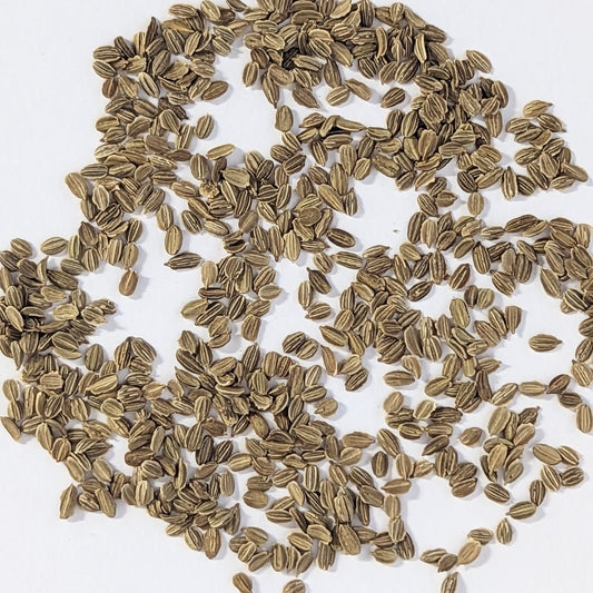 BOLERO Hybrid Carrot Seeds