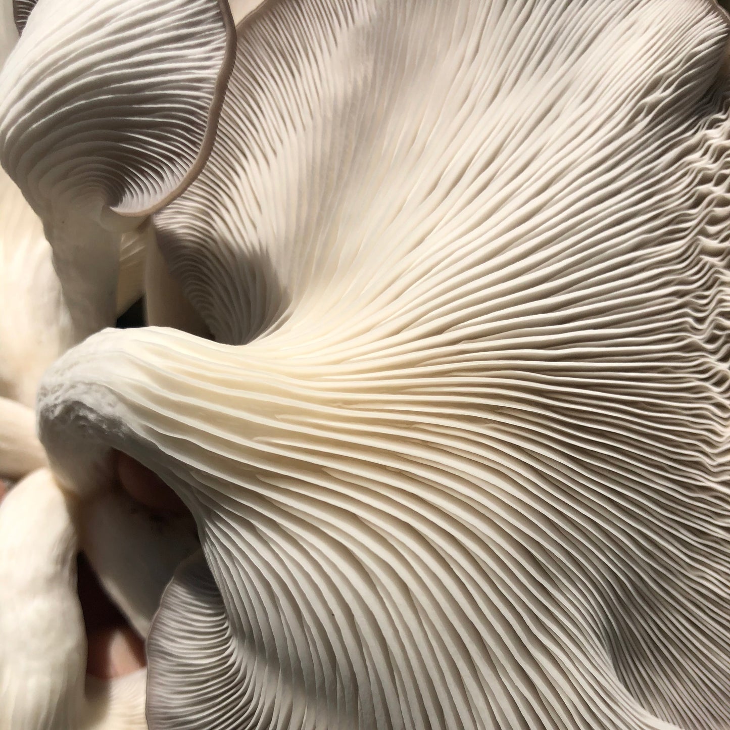 Oyster Mushroom Sawdust Spawn - (Pleurotus spp.) - 5lb