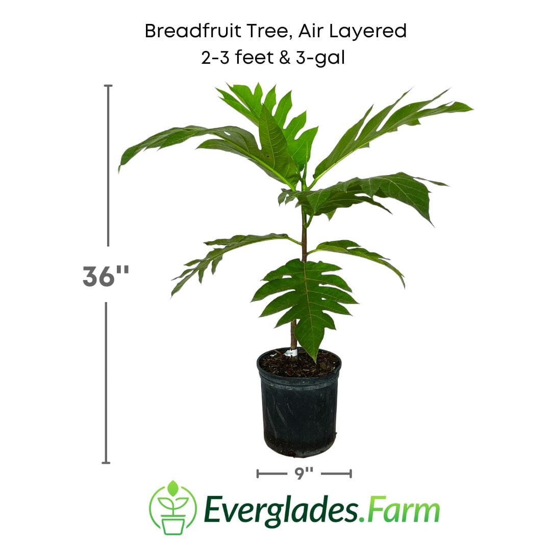 Breadfruit Tree, Air Layered, image 6 of 6