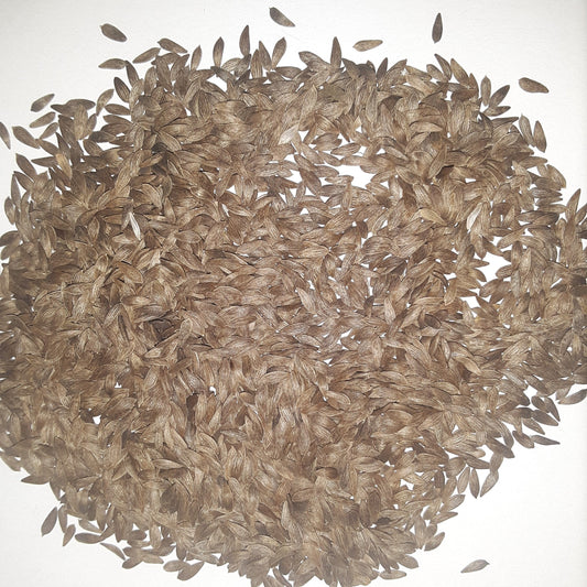 Butter Crunch Heirloom Lettuce Seeds