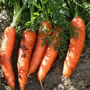 CARROT Seeds, Danvers Half-Long