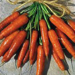 CARROT Seeds, Scarlet Nantes