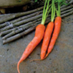 CARROT Seeds, Tendersweet