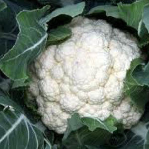 CAULIFLOWER Seeds, Snowball