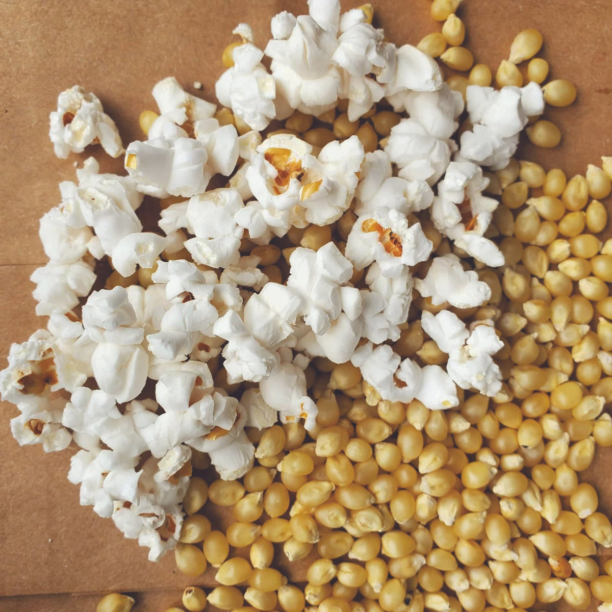 Japanese Hulless Popcorn by MIgardener