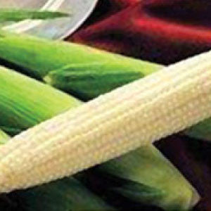 SWEET CORN Seeds, Silver King White