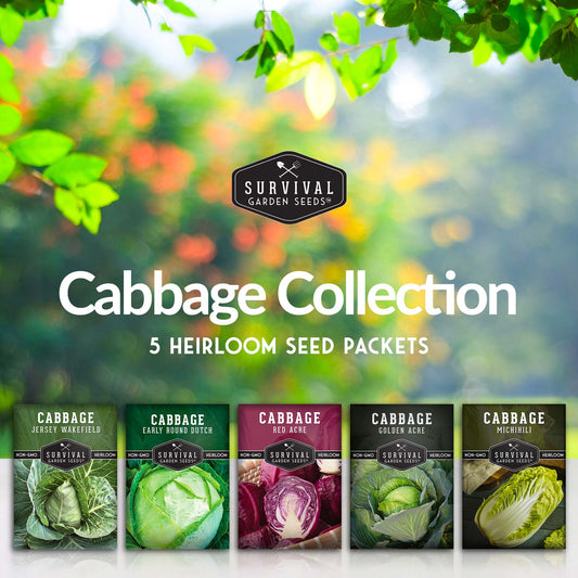 Cabbage Seed Collection - Red Acre, Golden Acres, Jersey Wakefield, Early Round Dutch & Michihili (Napa)