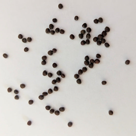 Murdoc Pointed Head Cabbage Seeds