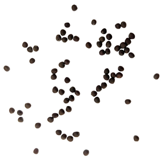 Murdoc Pointed Head Cabbage Seeds