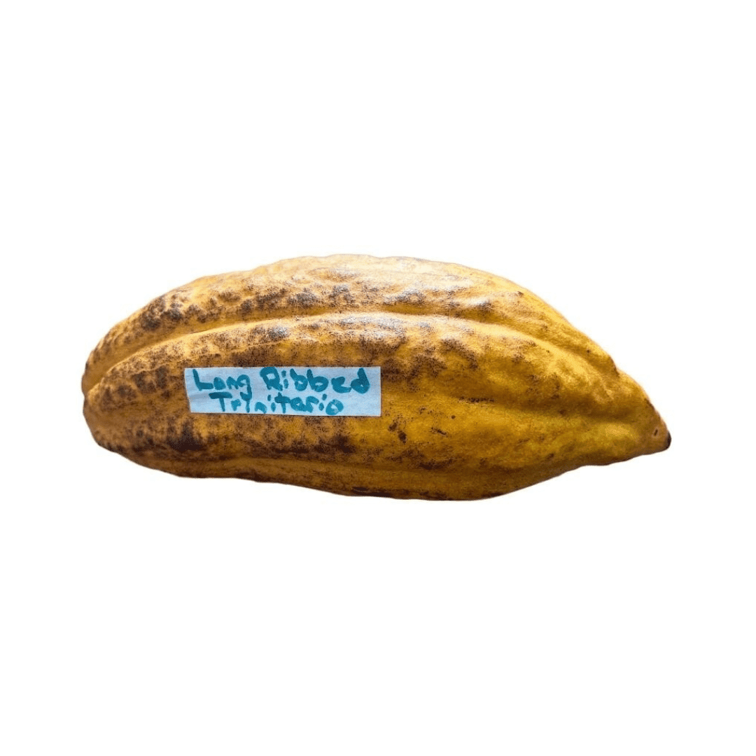 Trinitario Cacao Tree Yellow, Long Ribbed – Fruit-Bearing Theobroma Cacao Tree