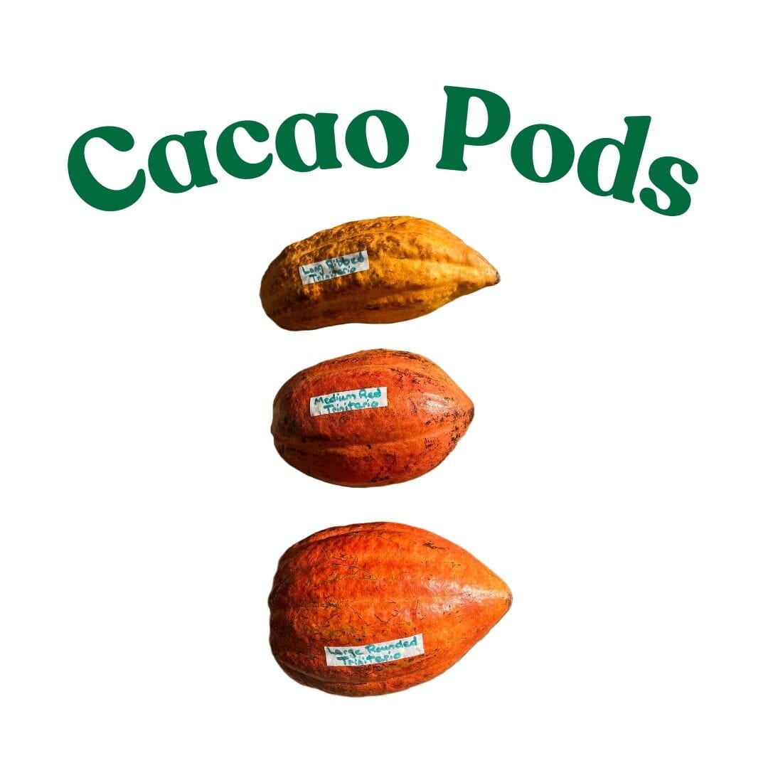 Forastero Cacao Chocolate Tree from Everglades Farm