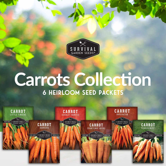 Carrots Collection - Scarlet Nantes, Imperator, Little Fingers, Chantenay Royal, Danvers and Tendersweet