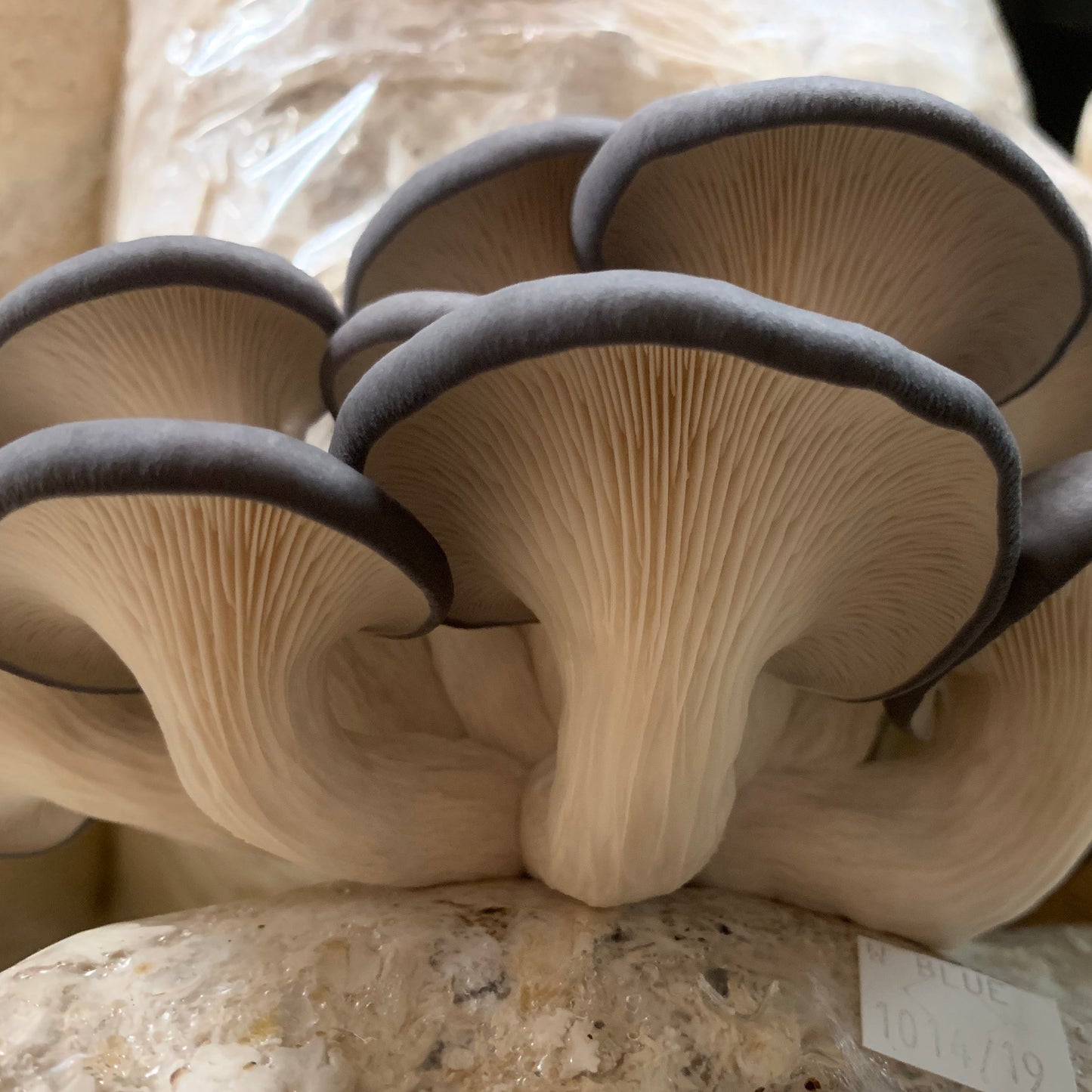 Oyster Mushroom Sawdust Spawn - (Pleurotus spp.) - 5lb