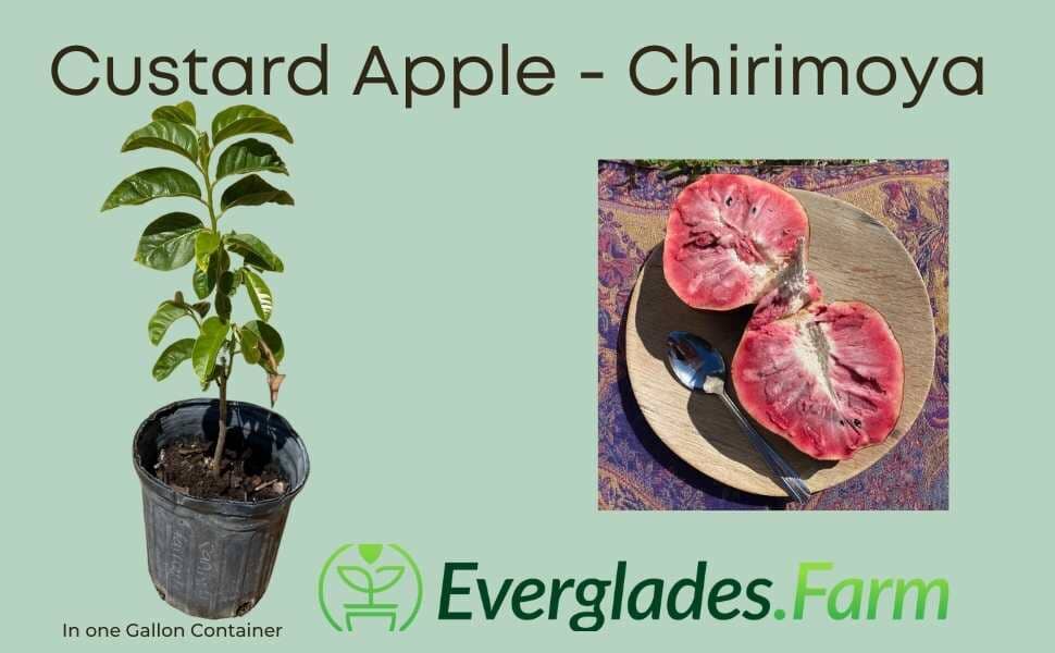 Red Custard Apple, Chirimoya Tree, Fruit Trees from Everglades Farm