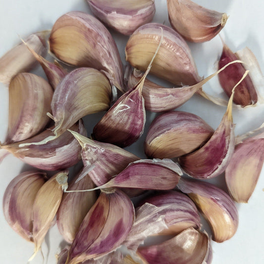 Deerfield Purple Heirloom Certified Seed Garlic Cloves