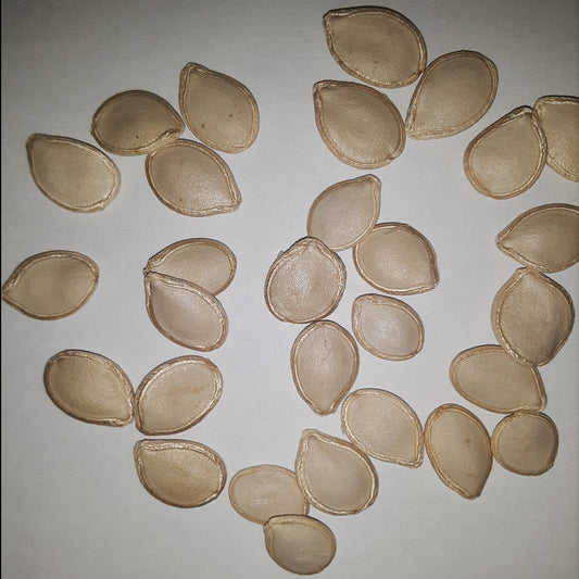 Delicata Bush Winter Squash Seeds