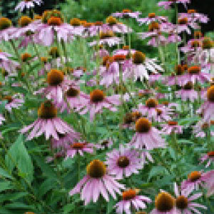 ECHINACEA Seeds, Purpurea