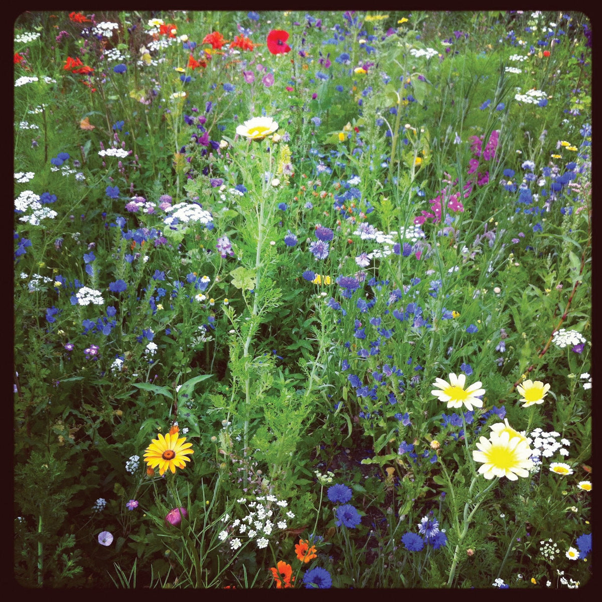 Lowland wildflower mix by MIgardener