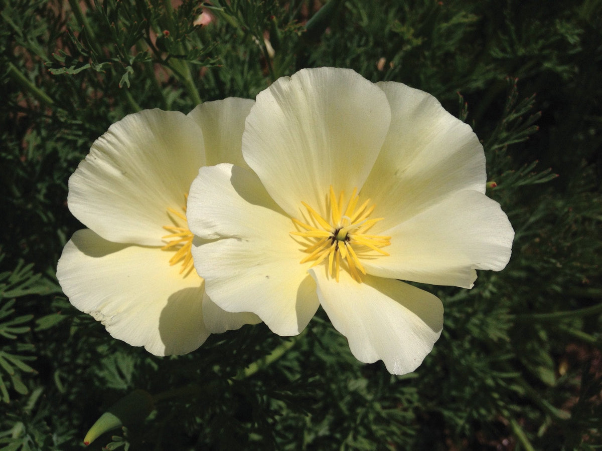 White Linen California Poppy by MIgardener