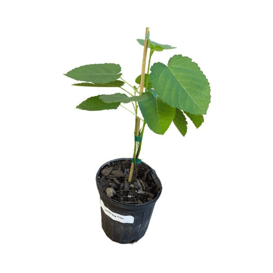 Ischia Fig Tree