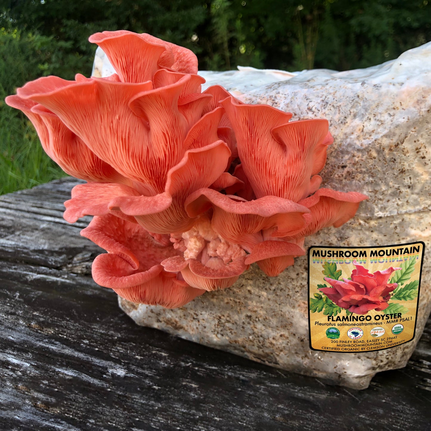 Oyster Mushroom Sawdust Spawn - (Pleurotus spp.) - 5lb